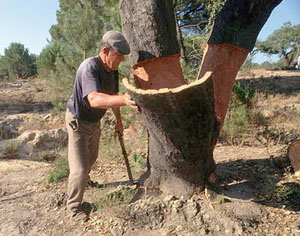 Пробковое дерево
