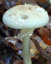 Pale toadstool - a poisonous mushroom