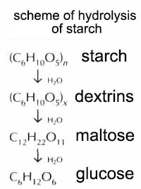 hydrolysis of starch