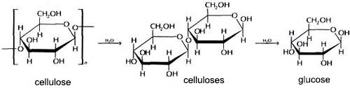 hydrolysis of cellulose